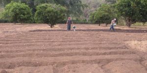 Method of nursery preparation for Cauliflower