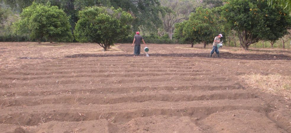 Method of nursery preparation for Cauliflower