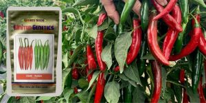 Complete information of the Chilli variety Rafale