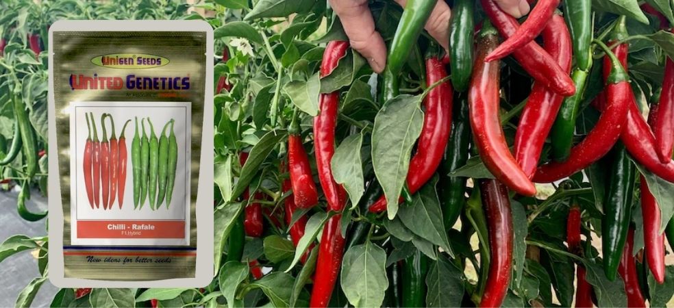 Complete information of the Chilli variety Rafale