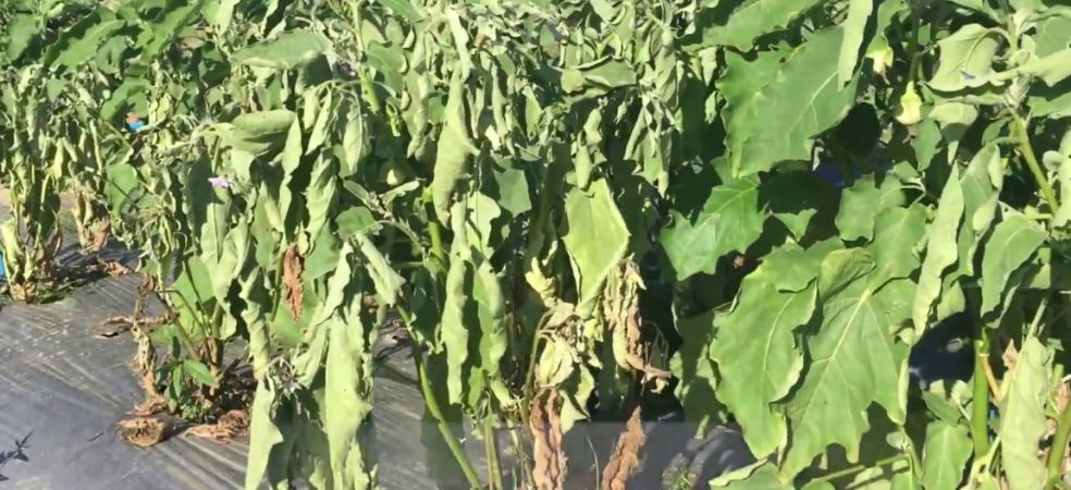 Identification and control of bacterial wilt disease in brinjal crop