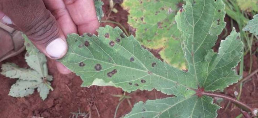 Identification and control of Cercospora leaf spot disease in okra