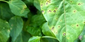 Identification and control of bacterial leaf spot in chilli