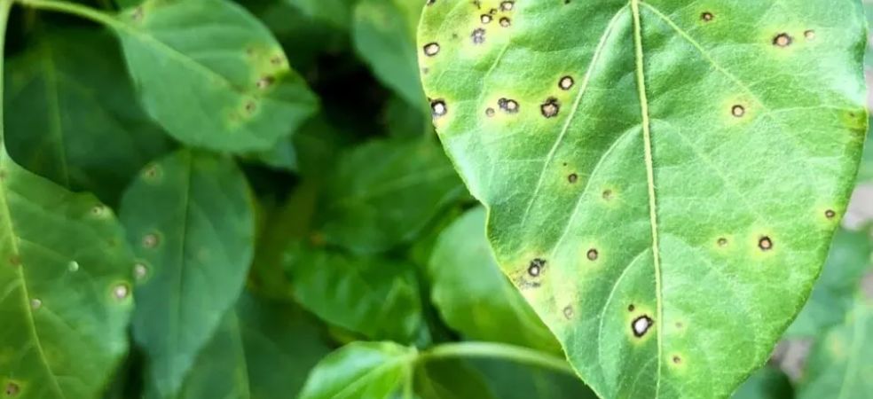 Identification and control of bacterial leaf spot in chilli