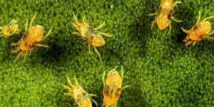 Outbreak and prevention of red and yellow mites in crops