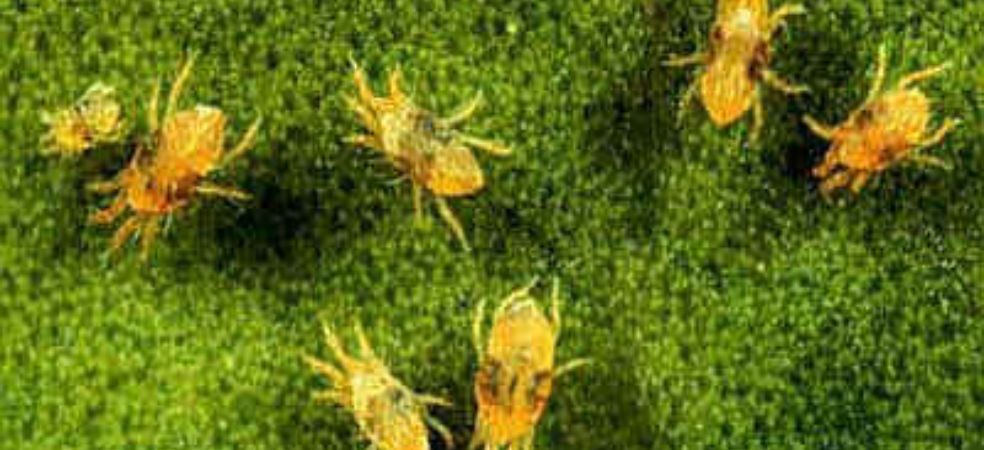 Outbreak and prevention of red and yellow mites in crops