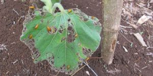 Identification and control of beetle pest in Bottle gourd