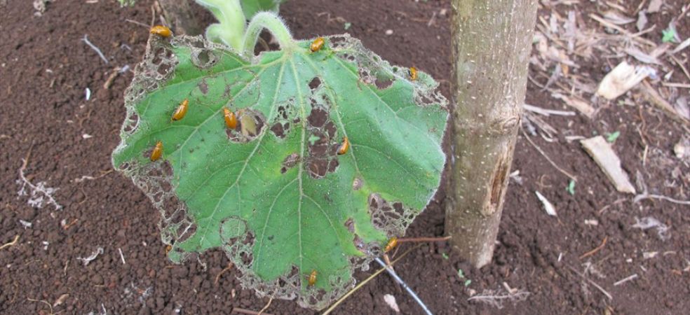 Identification and control of beetle pest in Bottle gourd