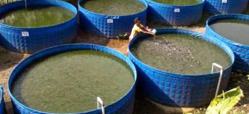 60% subsidy on biofloc fish farming