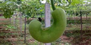 Curvature of Bottle Gourd fruit and its prevention