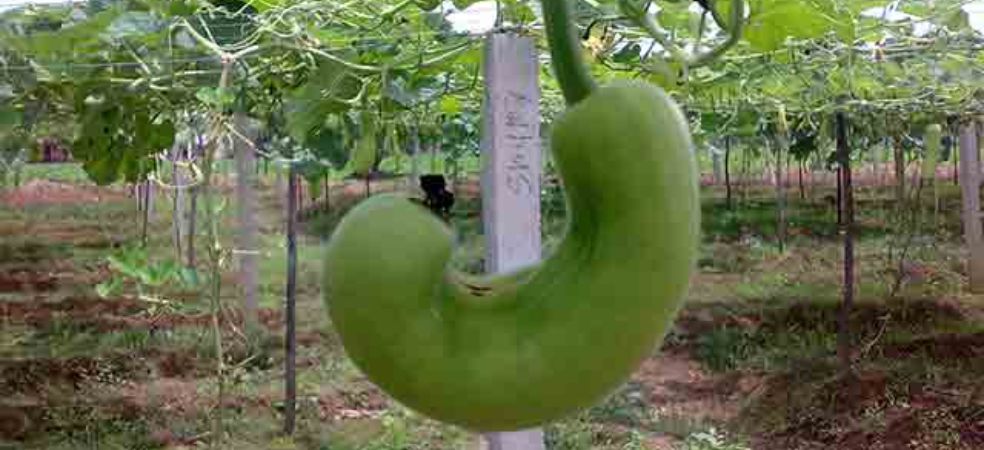 Curvature of Bottle Gourd fruit and its prevention