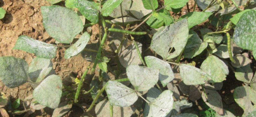 Identification and prevention of Powdery mildew disease in Moong crop