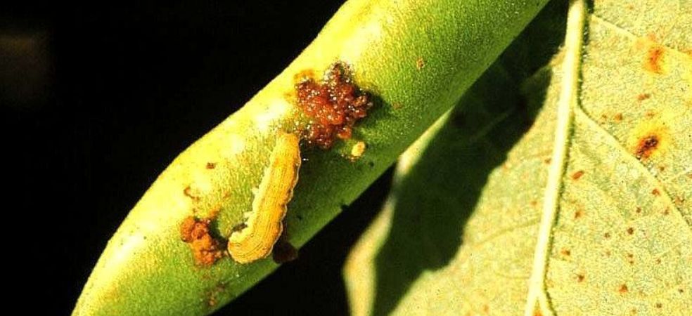 Measures to control Pod Borer in Moong