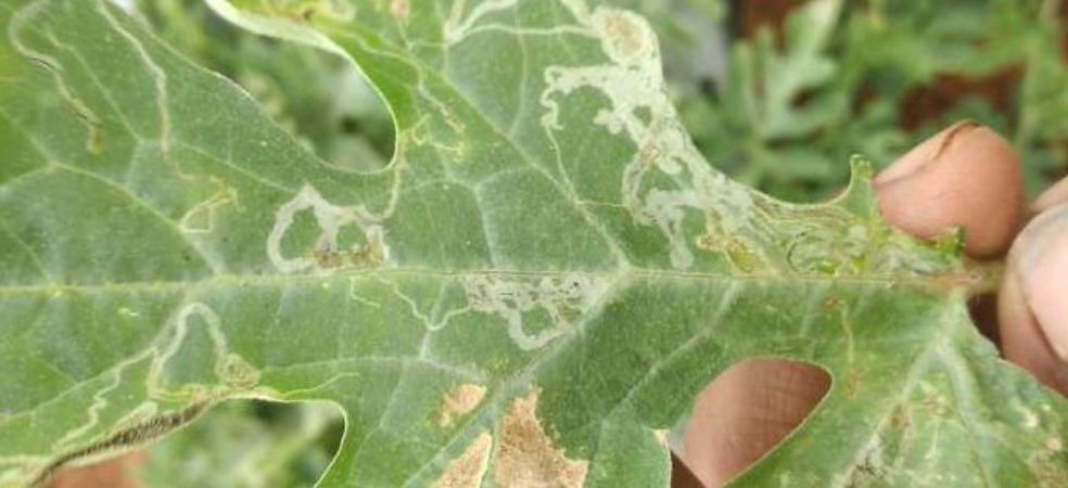 Control of leaf miner in watermelon