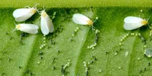 Whitefly infestation and control measures in tomatoes