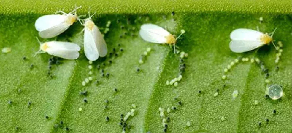 Whitefly infestation and control measures in tomatoes