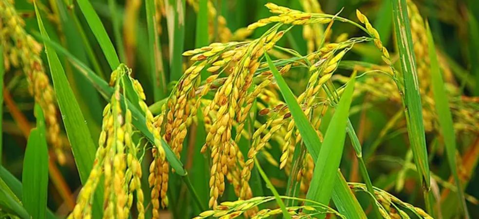 Government increased MSP of Kharif crops by 5 to 10%