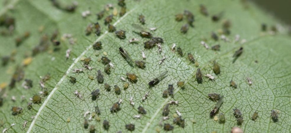 Outbreak and prevention of sucking pests like Aphids Jassids and Whitefly in cotton