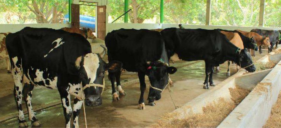 Cattle herders of animals who died due to lumpy disease will get relief