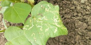 Measures to control leaf miner in cotton