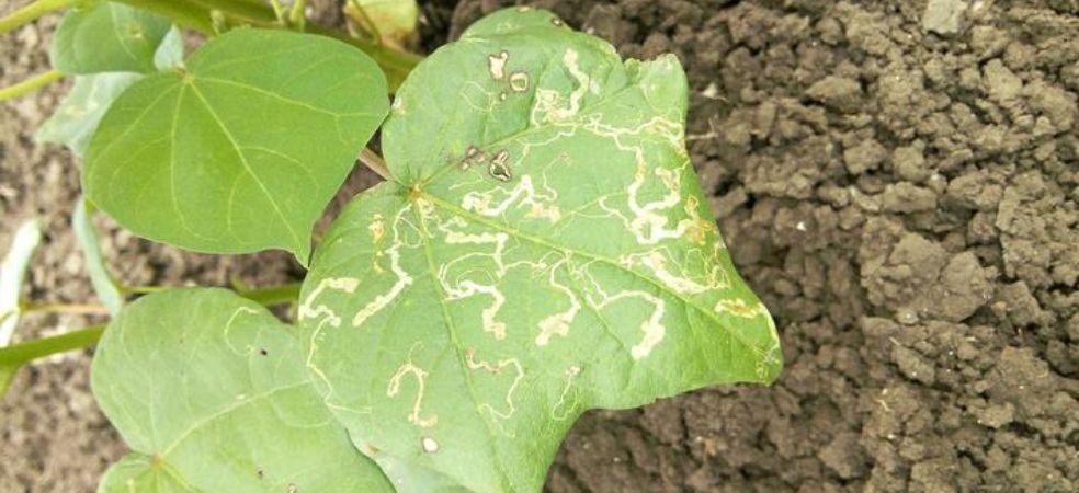 Measures to control leaf miner in cotton