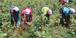 Measures to control leaf miner in cotton