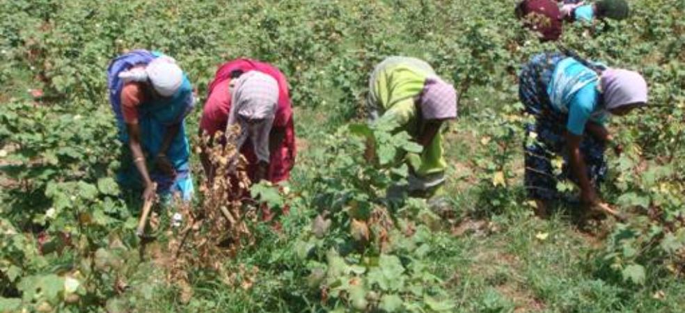 Measures to control leaf miner in cotton