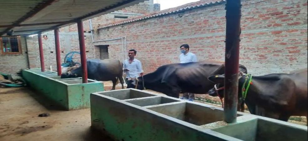 75 to 80 thousand rupees will be available from animal shed scheme