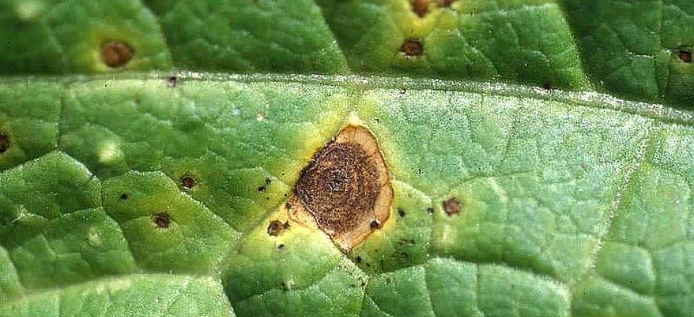 Identification and prevention of Alternaria leaf spot in Brinjal