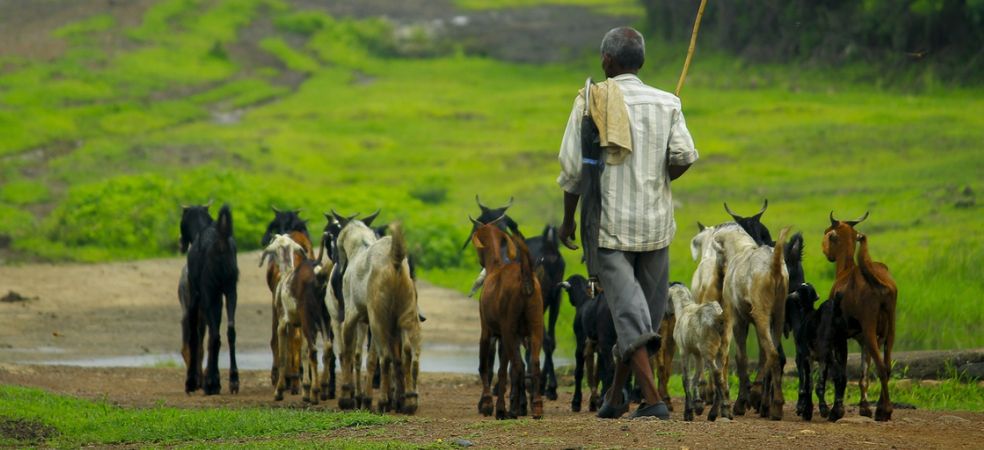 Government will give 50% subsidy on buying buffalo goat