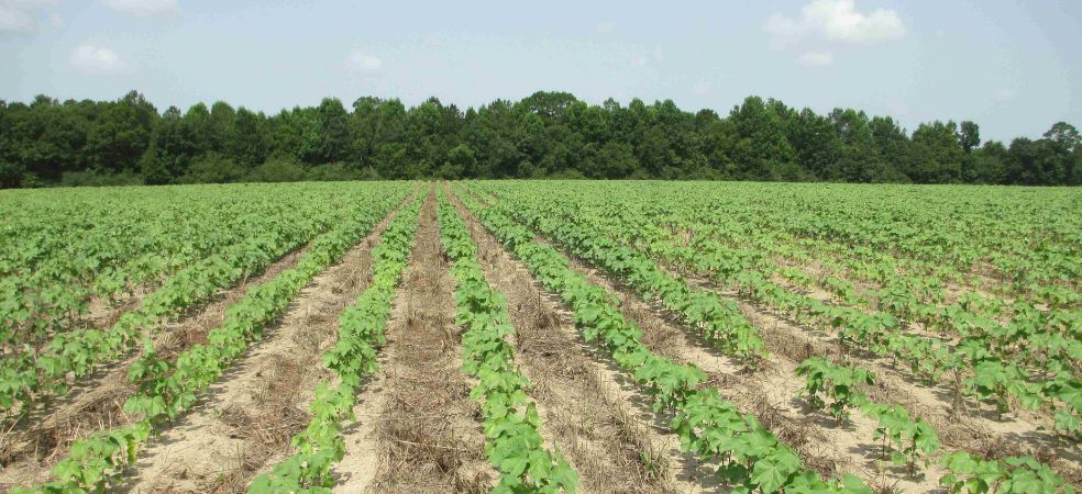 Nutrient management in cotton crop at 15 to 20 day stage