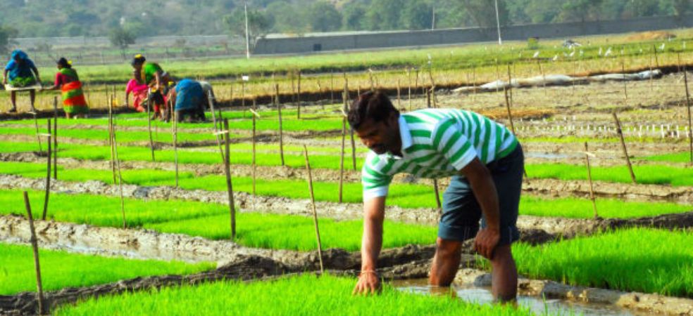 Weed control measures in the paddy nursery