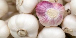 garlic mandi rate,