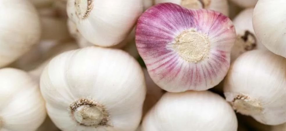 garlic mandi rate,