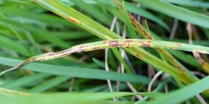 Identification and prevention of Khaira disease in paddy