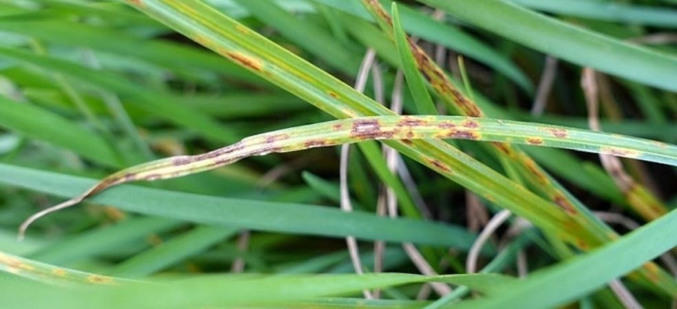 Identification and prevention of Khaira disease in paddy