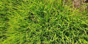 The problem and solution of yellowing in paddy nursery