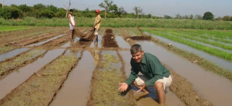 Preparation and management of field for paddy nursery