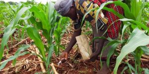 Nutrient Management in Maize