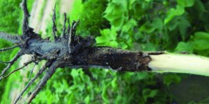 Measures to prevent Root rot disease in cotton