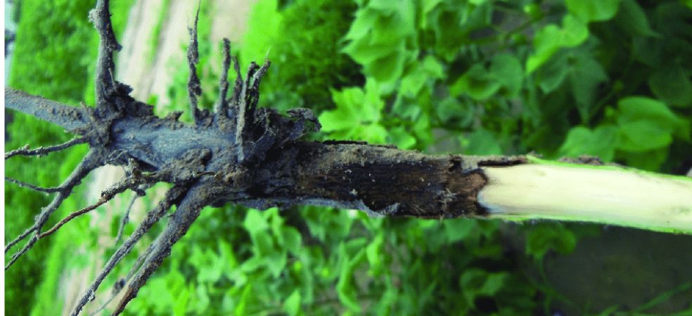 Measures to prevent Root rot disease in cotton