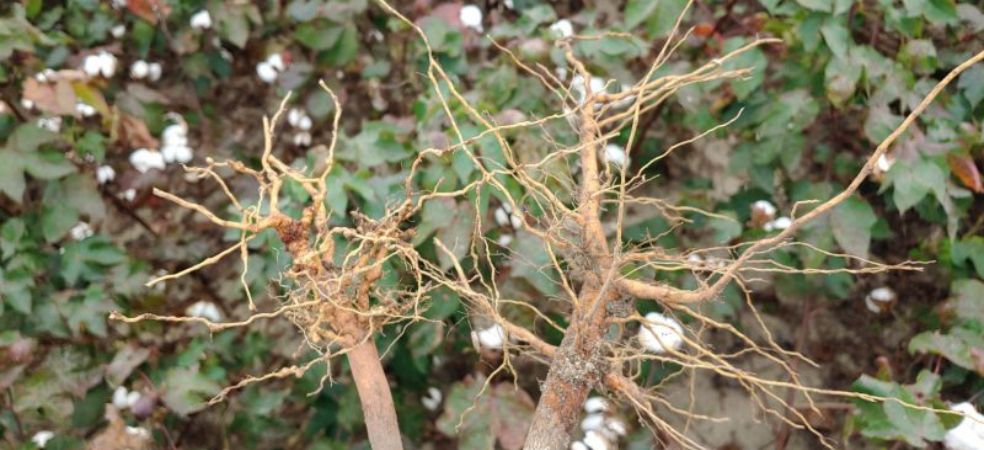 Symptoms and Management of Root Knot in Cotton