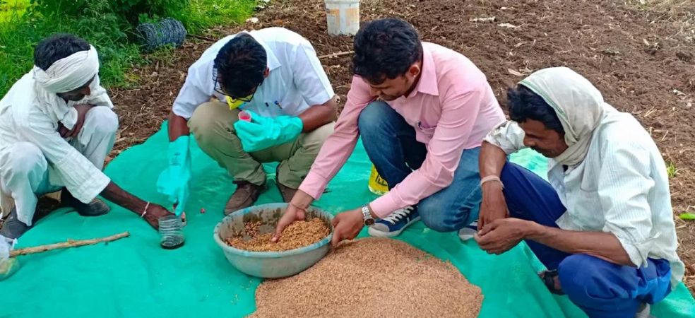 Benefits of seed treatment before sowing in paddy nursery