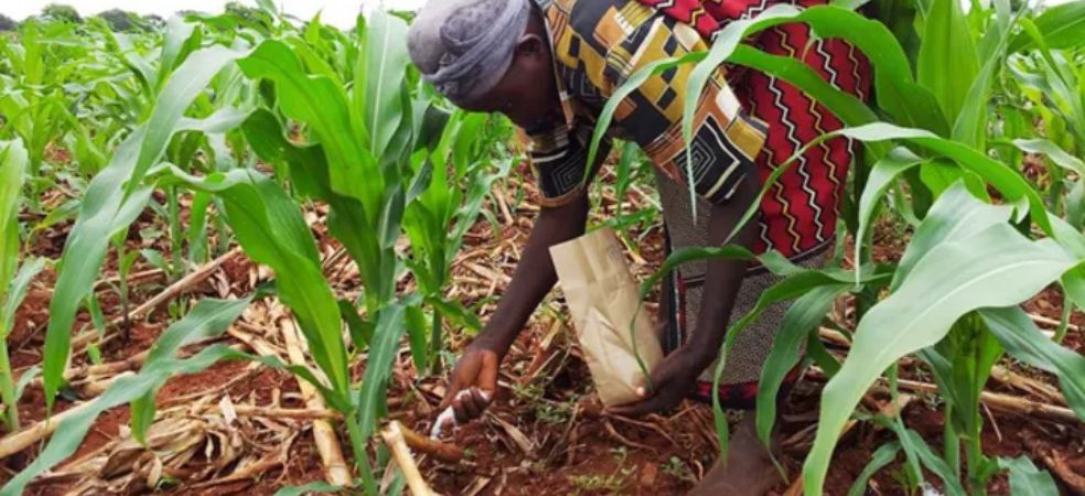 Nutrient Management in Maize