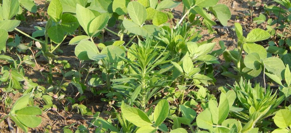 Pre-emergence weed control in soybean crop