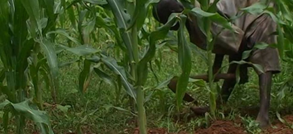 Save maize crop from the outbreak of weeds