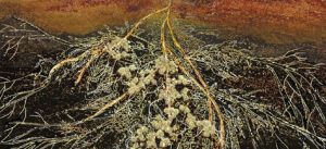 Organic fertilizer mycorrhiza is important for crops