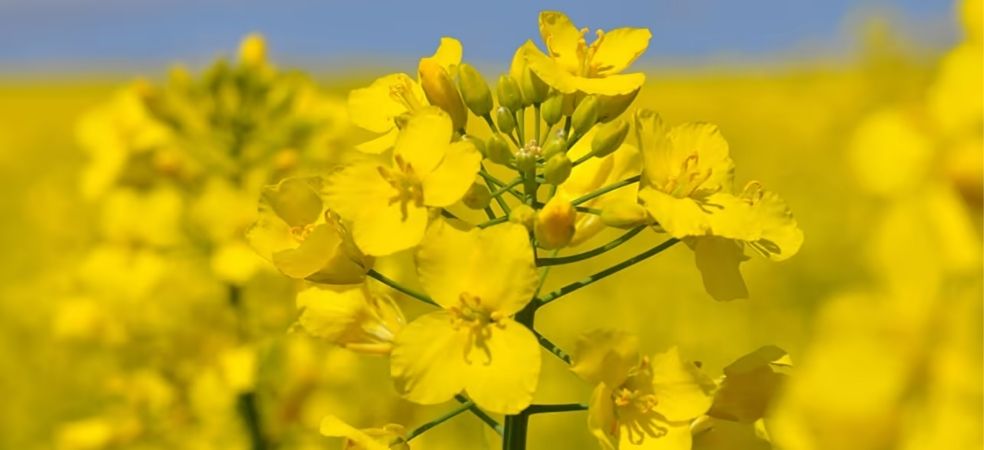 Why Sulphur is an important nutrient in oilseed crops