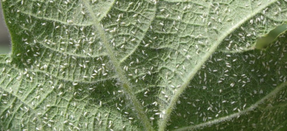 Management Of Whitefly In Cotton