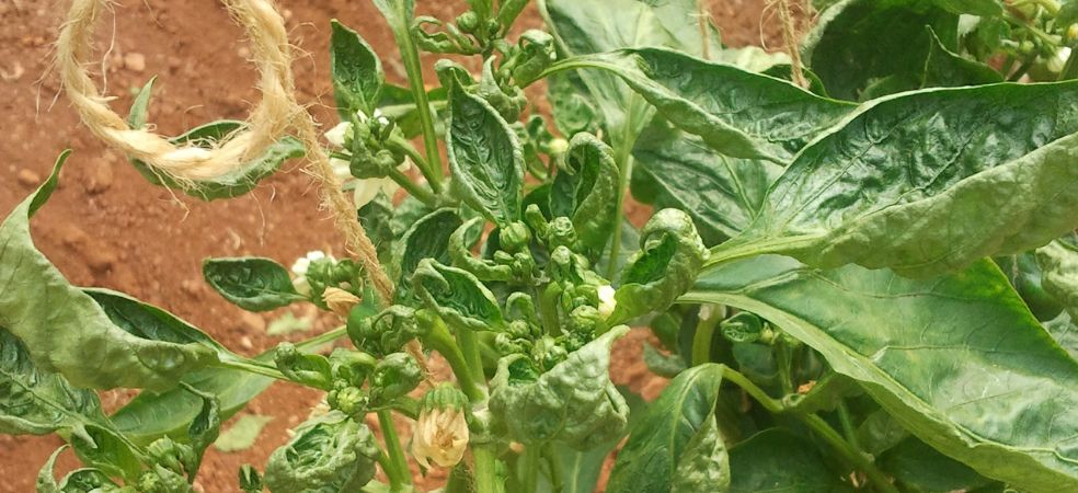 Keep Chili plants safe from Thrips attack